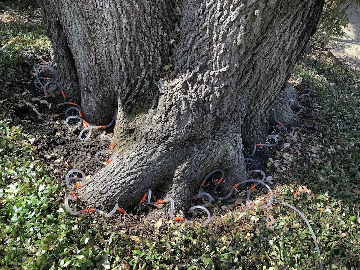 Detailed Tree Cabling and Bracing job site in Toledo
